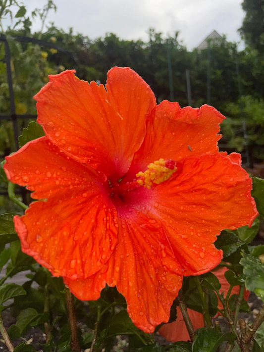 Hibiscus Gazing Meditation